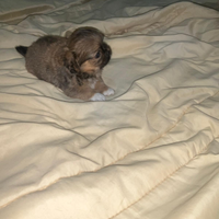 Xdr chihuahua pechinese mini toy