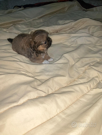 Xdr chihuahua pechinese mini toy