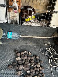Cuccioli cocker bracco pointer