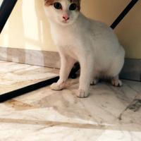 Gattina dolcissima bianca e tigrata