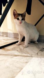 Gattina dolcissima bianca e tigrata