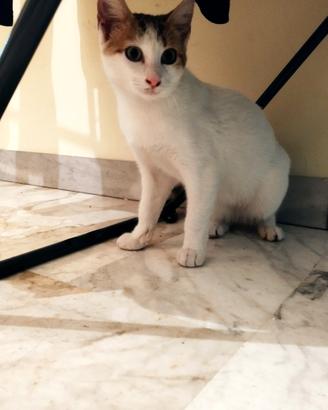 Gattina dolcissima bianca e tigrata