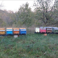 Sciami e famiglie di api