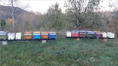 Sciami e famiglie di api