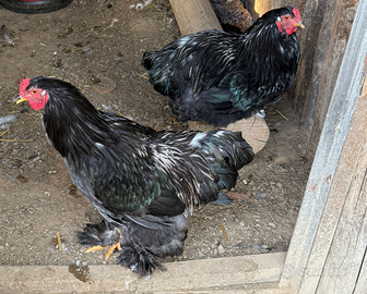 Gallo brahma quaglia ornamentale