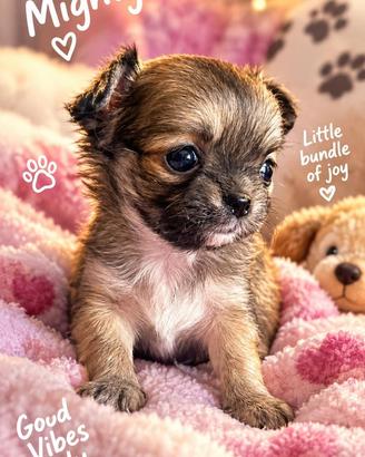 Chihuahua Pedigree enci