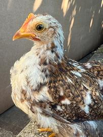 Gallina Cocincina nana