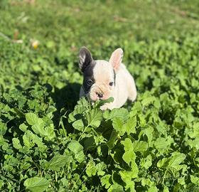 Bulldog francese
