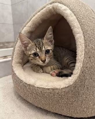 Gattino tigrato in adozione