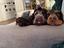 Immagine 5