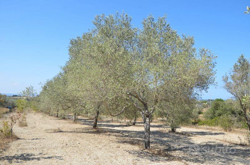 Terreno 2.8 ettari edificabile Marzamemi Pachino - Vista 5