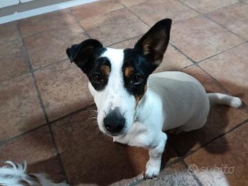 Jack Russel terrier femmina