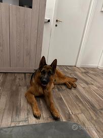 Pastore tedesco 14 mesi