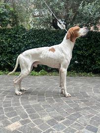 Splendido Pointer Inglese prove di caccia