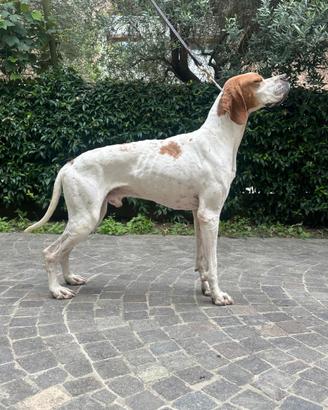 Splendido Pointer Inglese prove di caccia