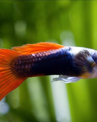 Pesci guppy
