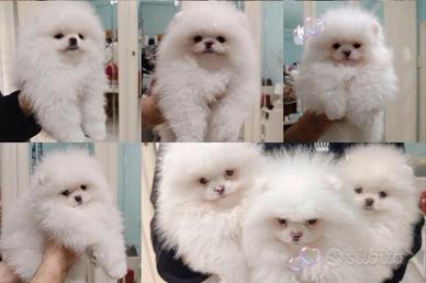 Spitz maschi con Pedigree