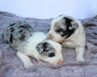 Cuccioli di Border Collie