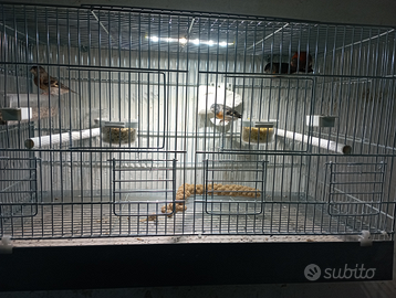 Cardinalini del Venezuela