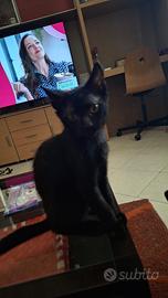 Frido gattino 3 mesi