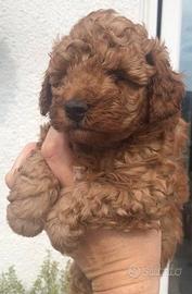 Cucciolata di barboncini M e F