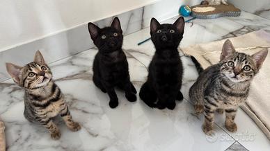 Gattini Bengala Brown e Black