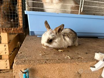 Cuccioli conigli ariete nano
