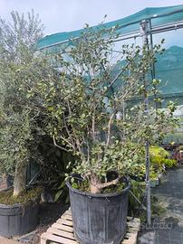 pianta camellia japonica h 250