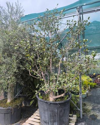 pianta camellia japonica h 250