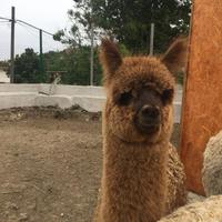 Alpaca per fattorie didattiche