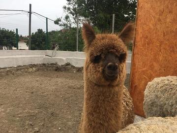 Alpaca per fattorie didattiche