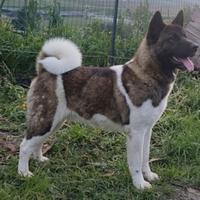 Femmina di Akita Americano