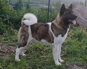 Femmina di Akita Americano