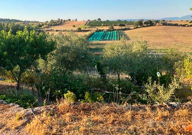 4 Ettari: Terreno agricolo+ulivi+casetta+2pozzi