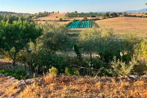 4 Ettari: Terreno agricolo+ulivi+casetta+2pozzi