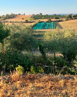 4 Ettari: Terreno agricolo+ulivi+casetta+2pozzi