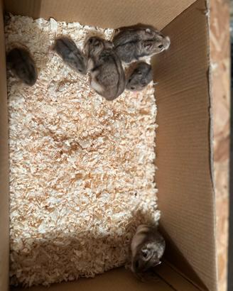 Cricetini