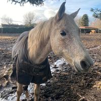 Cavallo arabo per passeggiate e trekking