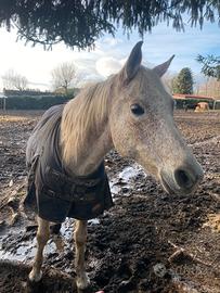Cavallo arabo per passeggiate e trekking