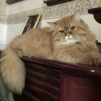 Disponibile gatto per accoppiamento