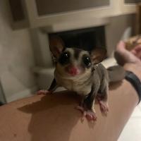 Petauro dello zucchero