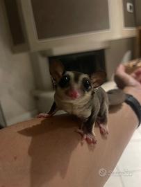 Petauro dello zucchero