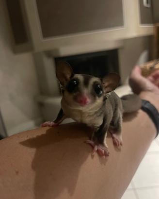 Petauro dello zucchero