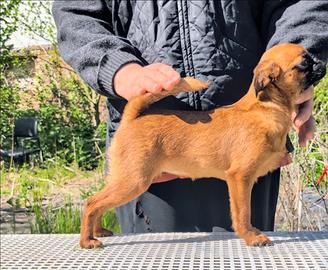 Splendida cucciola brabantina, pedigree enci