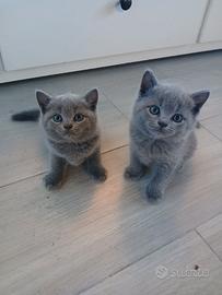 Cuccioli scottish straight