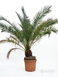 Palma