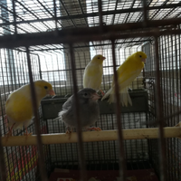 Splendidi Canarini da Canto e Compagnia