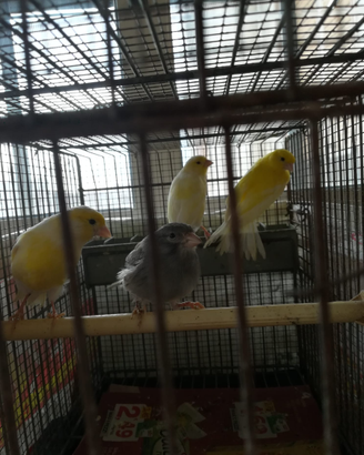 Splendidi Canarini da Canto e Compagnia