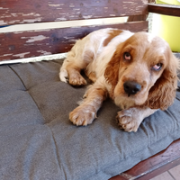 Cucciola cocker spaniel inglese