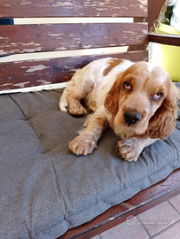 Cucciola cocker spaniel inglese